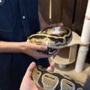 냥꿀냥꿀 이미지