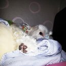 구름 펫 살롱 | [말티즈 구름이] 쁘띠시앙 펫살롱 미용 후기