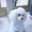 슈슈 이미지