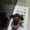 도그에이드 이미지