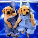 개와고양이 이미지