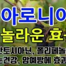 아로니아 효능 아로니아 칼로리 아로니아분말복용법 아로니아 먹는법 이미지