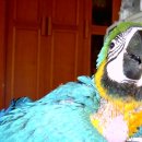 명품켄넬 이미지