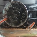 LARVA STAGE 네이버블로그