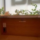 라인스터디카페 | 종합운동장역 공부 맛집 찾기｜한옥 감성 잠실새내 봄날의서재 스터디카페 이용 후기와 꿀팁