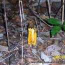 무등산버섯 이미지