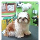 도토리 펫살롱 이미지