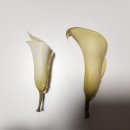 이마트24진주신안점 | 진주 부케말리기 공방 추천 마르마리 공방, 결혼 1주년 부케 선물 후기