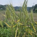 천안축산업협동조합배합사료공장 이미지