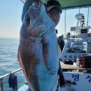 만대항 | 태안 낚시배 추천! 만대항 배낚시로 짜릿한 손맛 느껴보세요