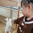 서울농장 | 아기랑 주말 갈만한곳 무럭무럭농장 동물 먹이주기 서울근교 실내 동물원