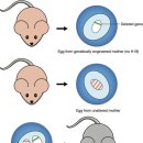 남성 커플도 친자식을? 이미지