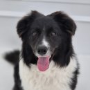 거창하개 이미지