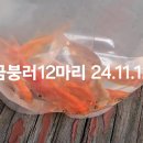 웨2연못..금붕어,토종우렁이 24.11.12 이미지