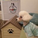 코아루 똥강아지 이미지