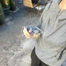 초원크리닝 | 6)🇮🇹_FIRENZE
