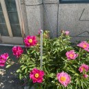 피자스쿨횡성점 | 5.5 오늘일기