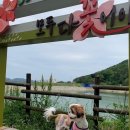 이모네비어 이미지