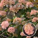 분홍설구화pink viburnum plicatum(=핑크오데마리) 이미지