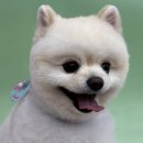 러블리펫그루밍 네이버블로그