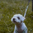 개깎쟁이 이미지