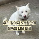 나은 강아지나라 | 강아지 관절영양제 초록입홍합만 먹이면 소용 없어요 이 성분 추천