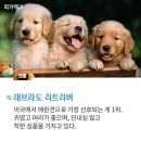 멍멍이 - 고양시 일산서구 중앙로 1443 | 멍멍이
