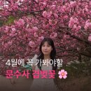 문수사 입구 | 서산 문수사 겹벚꽃 개화 상태 및 주말 방문 주차 웨이팅 없었던 방문 꿀팁