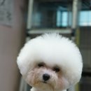 쿨 애견미용 이미지