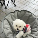 방배로25길 54-22 | [방배/내방] 애견동반 가능한 카페 리스트