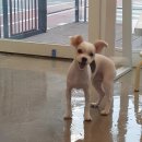 보드레도그 이미지