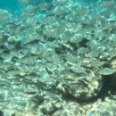 올드카팩토리 | 하와이 신혼여행 9박 11일 일정(6)- 샥스코브, 하나우마베이 거북이, 쿠아이나 버거, 치즈케이크 팩토리