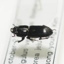 종일사슴 이미지