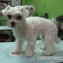 딸기펫살롱 이미지