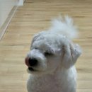 베니베니PC 이미지