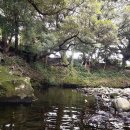 하례2리 | 제주도 서귀포 숨은 계곡 , 물놀이 스노쿨링 스팟 공개