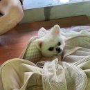 온달잼 이미지