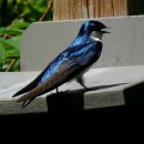 ■ Tree Swallow 이미지