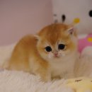 양주고양이분양 모나미네코 옥정신도시점 이미지