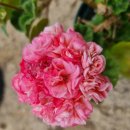 러블리몽 이미지