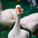 오리궁뎅이 이미지