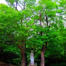 GS 신륵사점 | 양평 가볼만한곳 싱그러운 계곡 끝 절 양평사나사