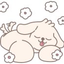 내품안의반려견 노원점 이미지