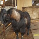 흑염소농장 이미지