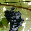 성원농산 이미지