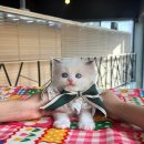 오리엔탈숏헤어 코니쉬렉스 샴링스포인트 먼치킨 랙돌 고양이분양소 미유펫 부산 점에서 아기고양이무료분양 쉽게 해보세요! 이미지