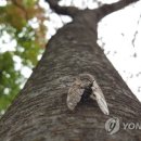 매미 이미지