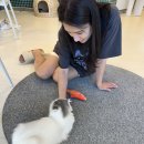 아이조아 캣파크 서울점 이미지