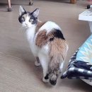 뜨고 잇고 | 뜨개기록 / Machi 마치스웨터 FO / 올디브 LOWED 콘사 테스터