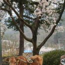2008년 백운산 벚꽃 축제 현장2 이미지